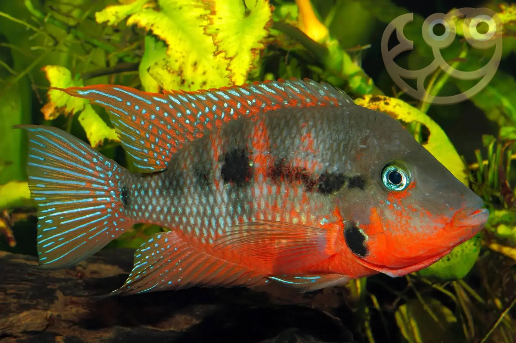 FireMouth