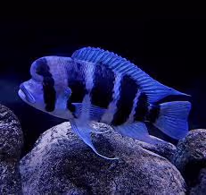 Frontosa