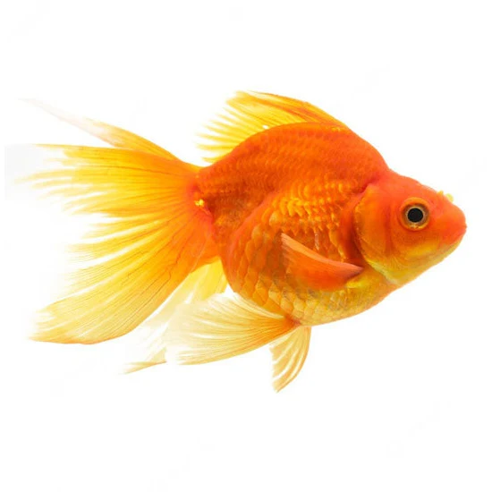 Goldfish