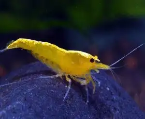 Shrimp